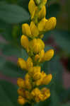 Yellow wild indigo